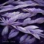 Lavender Leaves