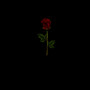 Roses (Explicit)