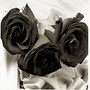 Rosas Negras