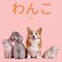 わんこ