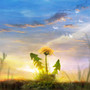 민들레 (Dandelion)