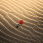 Hope For The Hopeless