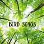 Bird Songs: Relaxing Sounds, Sounds of Nature Music for Massage, Relaxation, Serenity, Stress Relief