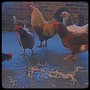 Bad Chicken Noodle (Explicit)