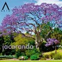 jacaranda