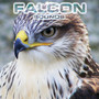 Falcon Sounds (feat. White Noise Ambience, National Geographic Nature Sounds, National Geographic Soundscapes, White Noise Sounds For Sleep & Soothing Sounds)