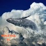 WHALE FALL