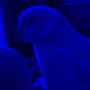 Blue Lights