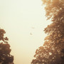 the last feather