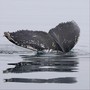 Blue Whale