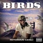 Birds (Explicit)