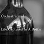 Life Captured In A Bottle