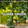 Guava Green