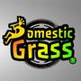 Domestic Grass