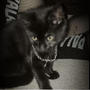 BLACK CATS