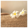 Sounds of Nature: Rain Music for Massage and Spa Relax. Soothing, Wellness Sound.