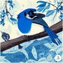 blue jay