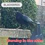 Blackbirds (feat. Mikey from Crostpaths)