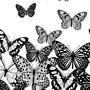 butterflies