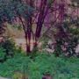 evergreen (Explicit)
