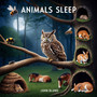 Animals Sleep