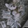 DogImTheShit (Explicit)