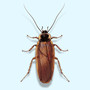 Bugs (Explicit)