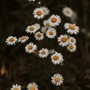 daises