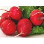 Red Radish