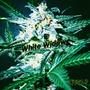 White Widow (Explicit)