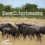 the Bewilderbeest song