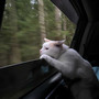 rearview