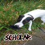 Scholar (Explicit)