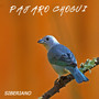 El Pájaro Chogui