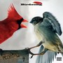 Birdsong (feat. Jkingxiii) [Explicit]