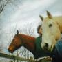 Unstable Horses (Explicit)