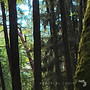 Arboreal Choir