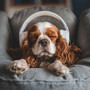 Puppy Relaxation Rhythms: Soothing Dog Melodies