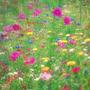 Flor (Explicit)