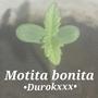 Motita bonita (Explicit)