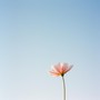 Celestial Bloom