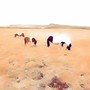 Horses