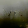 NIL (Explicit)