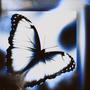 Butterfly (feat. Seano And The Feels & Marcko)