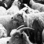 Sheeps vs Goats Side A (Explicit)