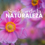 Sonidos de la Naturaleza Música Relajante Especial para Meditar