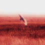 Passing Phenomenon (Explicit)