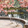 عزف بحبك وحشتيني عود