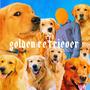 golden retriever (Explicit)