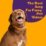 The Best Song For Funny Pet videos